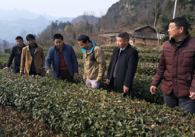 华中农业大学黄友谊教授来姚坪 指导茶叶产业发展
