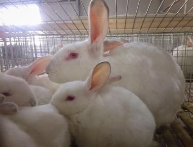 邹昊炜：回乡创业  发展肉兔产业