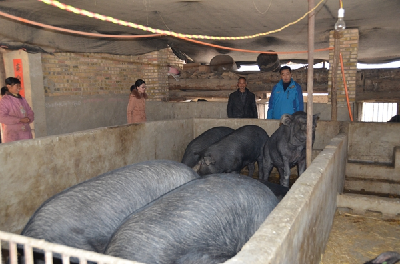 房县审计局深入扶贫村调研  认真谋划2018年精准扶贫工作 