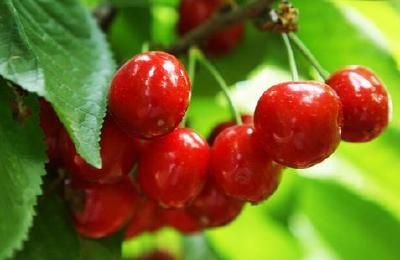 房县樱桃喜获国家农产品地理标志登记保护