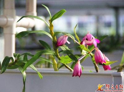 【网络媒体走转改】安家乡十种产业带动模式让贫困户赛奔富路