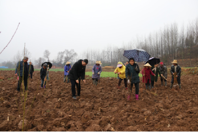 军店镇抢雨天乘节日开展种果树植绿林活动