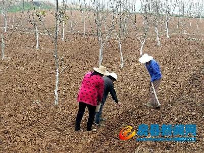 全县油葵种植现场会在化龙堰镇召开