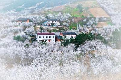 八里樱桃花开迎春来