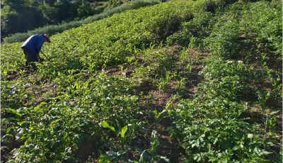 小小土豆贡献大，扶贫解困暖农家