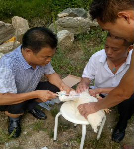  窑淮镇积极开展布病防控工作