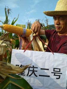 门古寺镇农技站成功开展玉米新品种展示暨农产品质量安全生产示范