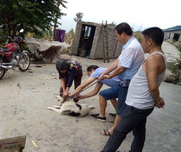 中坝乡兽医站开展秋季狂犬病防疫注射工作