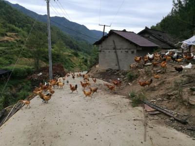 青峰镇阳坪村土鸡产业初见成效