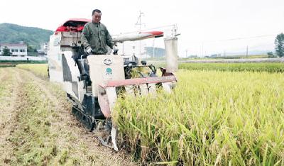 房县12万亩水稻正式开镰收割