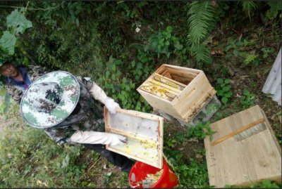 中坝乡“甜蜜产业”助力扶贫