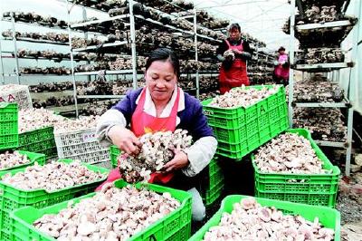 房县：耳菇产业助农民脱贫