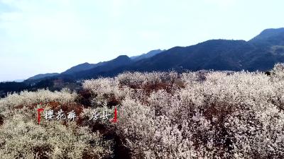 房县八里村樱花版《樱花醉》MTV