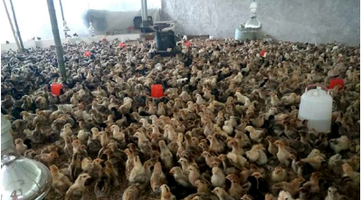 姚坪乡扎实开展春季动物防疫工作