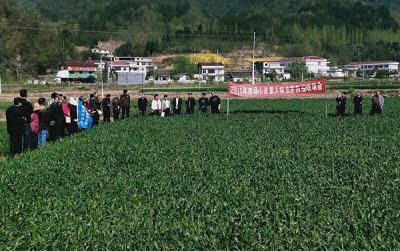 我县打响2019年小麦病虫害防控战