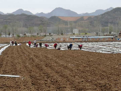 房县军店“粮改饲”基地春播忙