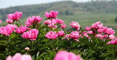 九道乡响应沟村：发展药材产业 助力群众增收