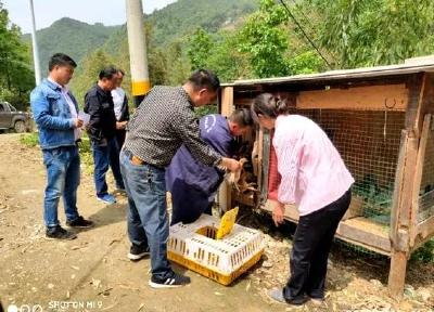 房县畜牧兽医服务中心 强化四个服务促进农民增收