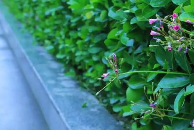 县林业局积极开展“绿卫2019”森林资源  综合执法专项行动 