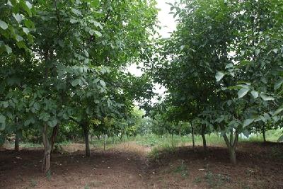 我县核桃挂果长势喜人