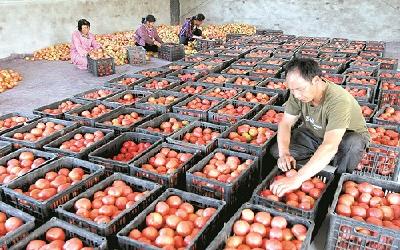 房县大力培育特色产业 助力农民增收 
