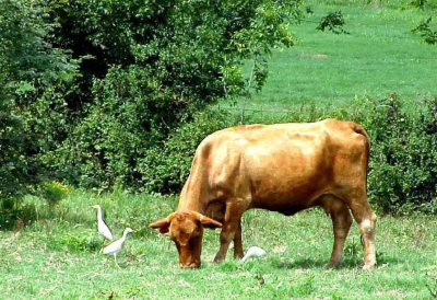 心中那个牛脚窝