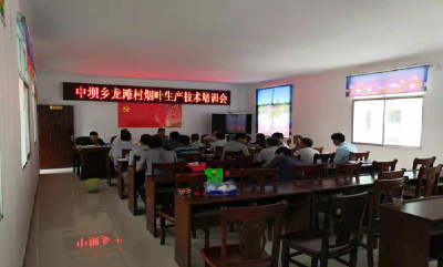 烟站技术人员深入田间技术指导  