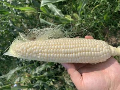 房县的这个村，把玉米种出“水果味”