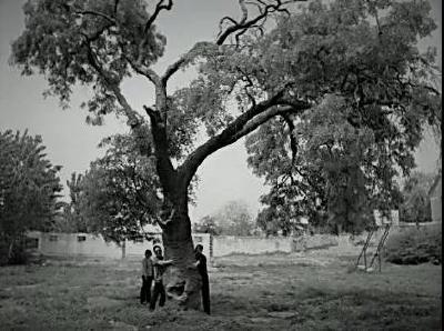 【乡情乡愁】南街的皂角树