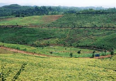 军店镇中村村：发展扶贫产业，实现富民兴村