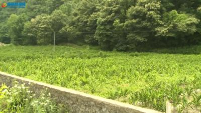 野人谷镇着力建设阳荷产业带