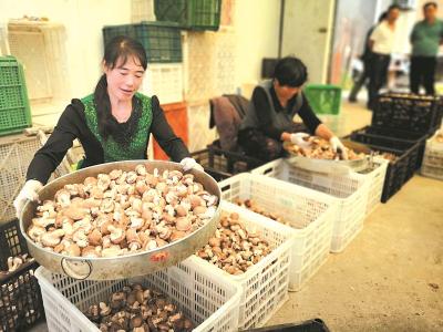 食用菌产业助增收致富