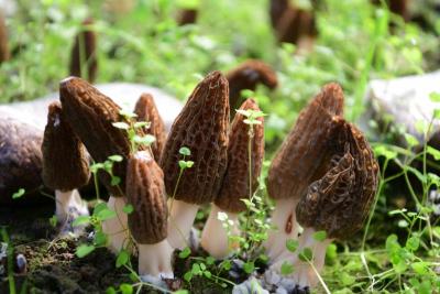 红塔镇六谷村农户喜采羊肚菌