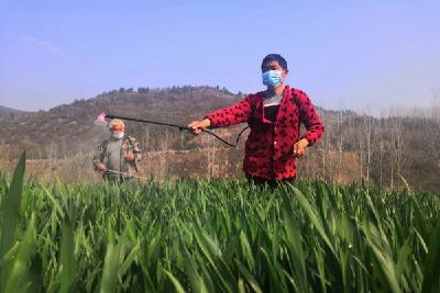 尹吉甫镇积极开展小麦条锈病防治工作  