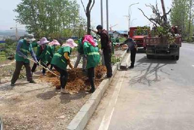 房县园林绿化工人忙种行道树