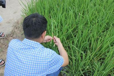 房县扎实做好水稻和玉米病虫害防控工作