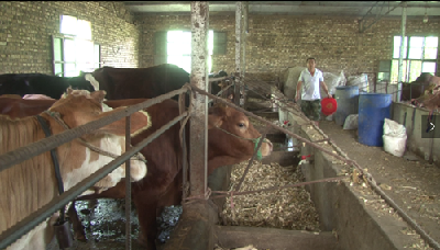 《我的脱贫故事》周邦林：养牛过上“牛”日子