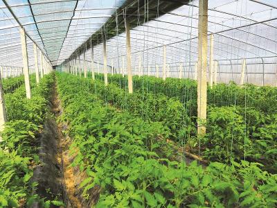 房县：“小小蔬菜”的华丽变身