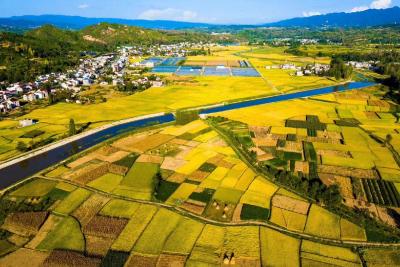 房县西蒿漆 入选首批省级林木种质资源库