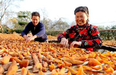 房县红薯疙瘩成了致富“金疙瘩”