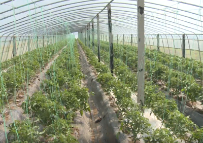 我县节水蔬菜产业促进农民就业增收