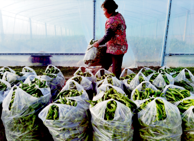 房县节水蔬菜产业促进农民就业增收