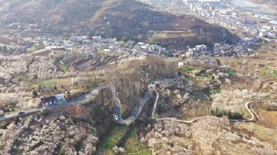 抢抓春季农时 药材基地养护忙
