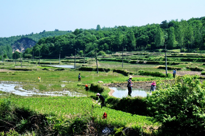 沙河乡：春耕忙、信心足——雨水时节走田间