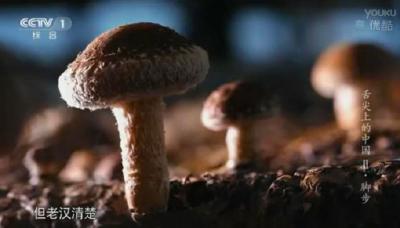 房县：香菇、小花菇新标准发布实施