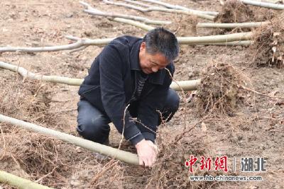 门古寺镇：小树苗托起村民致富梦