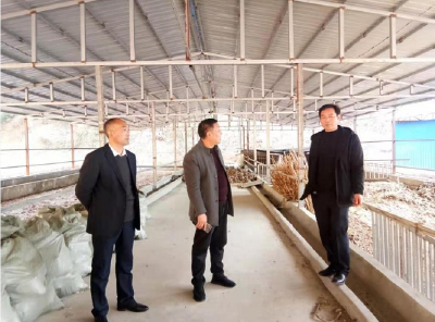 房县高效推进肉牛养殖床场一体化建设