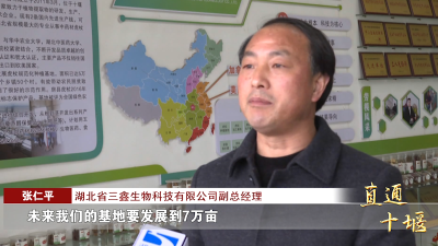 房县：科技“魔法棒” 虎杖变成“金疙瘩”