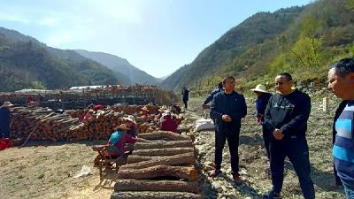 九道乡咸池沟村：发展食用菌　拓展增收路