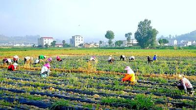 军店镇：聚焦“四镇”建设，助推产业振兴